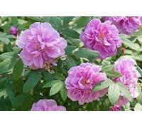 30 Stück Rugosa Rose Blumensamen Seeds ONLY