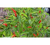 30 x Thai Hot Pepper Seed Heirloom Piccante Quisine Asian Flavour Seeds ONLY