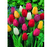 30 X Tulipani Misti - Bulbi Di Alta Qualità (30)