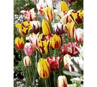 30 X Tulipani Rembrandt Misti - Tulipa Rembrandt Mix - Bulbi Alta Qualità (30)