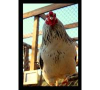 300 DELICIOUS CHICKEN RECIPES