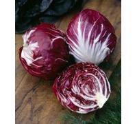 300 Graines de Chicory, Chicory Palla Rossa 3 Chicorium Intybus Seeds Seeds ONLY