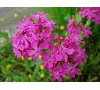 300 Graines de Silene A Bouquets (Silene Armeria) X54 Garden Catch Seeds Seeds ONLY