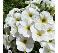 300 pezzi balcone di semi di semi campana magica, piccolo per le donne, copertura selvatica del terreno resistente giardino