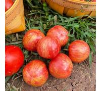 300 pezzi balcone semi di pomodoro - semi decorativi di pomodoro resistenti all'inverno per balconi, sostenibili