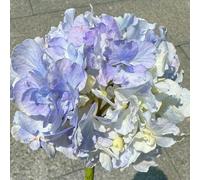 300 pezzi di ortensie semi resistenti - da giardino resistenti, semi scalapanti, prato selvaggio perenne