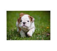 300 pezzi di puzzle di cuccioli di bulldog carini con scatola di imballaggio per adulti - Puzzle in legno