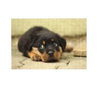 300 pezzi di Rottweiler, cani carini, cuccioli, animali domestici, piccoli puzzle per adulti - Puzzle in legno per adulti e anziani