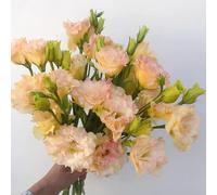 300 pezzi lisianthussemi - semi di balcone resistenti, semi di copertura del suolo resistenti