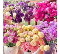 300 pezzi Samen Eustoma, Eustoma Grandiflorum Samen, Mischung Eustoma Samen, Bunt Eustoma Samen, Geeignet Zum Pflanzen in Garten und Balkon