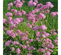 300 pezzi semi di - balcone lychnis semi balcone resistente all'inverno per il giardino, giardino selvatico