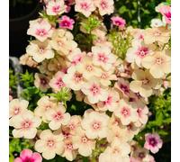 300 pezzi semi di flox che coprono il suolo - semi di primavera erbacee tappeto flox,giardino