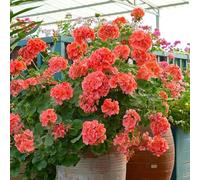 300 pezzi semi di geranio - prato di, semi di interni, perenni resistenti che coprono il suolo