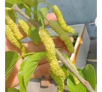 300 pezzi semi di morera resistenti al giardino, da giardino per uomini, decorazione casa semi esotici morera, resistenti