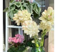 300 pezzi semi di nardo - da balcone resistenti balcone giardino interni semi erbalieri, dal prato giardino