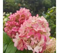 300 pezzi semi di ortensia pannoja - semi di ortensia piccolo donne perenni resistenti