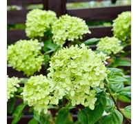 300 pezzi semi di ortensia pannoja - semi di ortensia, piccolo per donne, perenni resistenti,