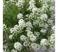 300 pezzi Semi perenni resistenti pietra - del balcone Decorazione del balcone perenni resistenti