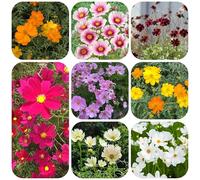 300 pz giardino roccioso dei semi di cosmea, da sono resistenti, per il pieno sole