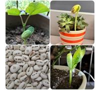 300 pz semi di piante di fagioli magici, Vasi per piante da giardino in crescita Fagiolo magico, mix di fagioli magici, piante per il giardinaggio fioriere per piante d'appartamento