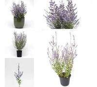 300 pz Semi resistenti alla pianta di ruta blu - decorazione del balcone esotica Perovskia abrotanoides - piante perenni autunnali pianta rustica fiori decorazione piante da