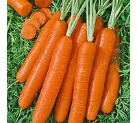 300 SCARLET NANTES CAROTA SEMI HEIRLOOM 2018 (sementi cimelio non OGM)
