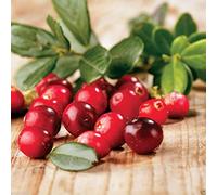 300 Seeds: American Cranberry seeds - Vaccinium macrocarpon - used in a variety of sauces (300 Seeds)