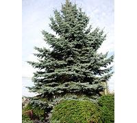 300 Seeds: Sitka Peccio, Picea sitchensis, Semi Seeds ONLY