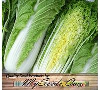(300) semi CINESE MICHIHILI Cabbage - NAPA
