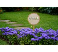 300 semi da seminare - L'Attico d'Abondanza - Catario blu - Ageratum houstonianum