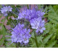 300 Semi di Facelia (Phacelia tanacetifolia)