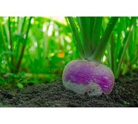 300 Semi di rapa Rotondo di Nancy - verdure antiche orto - sementi contadine riproducibili - SemiWild
