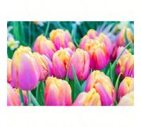 300 steli per tulipani passionati rosa per piantare 1 E per crescere 1 stelo per teli * 1 regalo per l'amore, o per far crescere te stesso 1 giovane fiore abbigliamento da donna