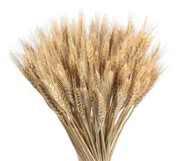 300 stelis Spighe Di Grano Decorative, Spighe Di Grano Essiccate, Fiori Secchi Decorativi Per Vaso, Fiori Granos Essiccato, Mazzo stelis Granos Naturale, Decorazione Autunnale Per Ghirlanda