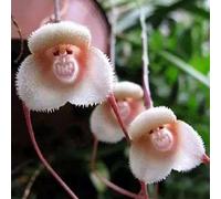 300 Stück Affen Gesicht Orchideen Samen Seltene DeKorative Orchideen Samen Natürliche Blumen dekorative Samen für Orchideen Liebhaber Gärten Töpfe 300 pezzi