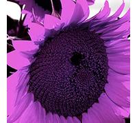 300 Stück Sonnenblumensamen Zum Pflanzen Nicht-gvo Sonnenblumensamen Einfach Zu Wachsen Sonnenblumensamen Schüttgeschenk für Gärtner Gartendekor Viola