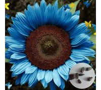 300 Stück Sonnenblumensamen Zum Pflanzen Nicht-gvo Sonnenblumensamen Einfach Zu Wachsen Sonnenblumensamen Schüttgeschenk für Gärtner Gartendekor Blu