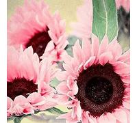 300 Stück Sonnenblumensamen Zum Pflanzen Nicht-gvo Sonnenblumensamen Einfach Zu Wachsen Sonnenblumensamen Schüttgeschenk für Gärtner Gartendekor Rosa