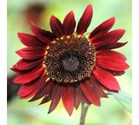 300 Stück Sonnenblumensamen Zum Pflanzen Nicht-gvo Sonnenblumensamen Einfach Zu Wachsen Sonnenblumensamen Schüttgeschenk für Gärtner Gartendekor Rosso