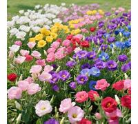 3000+ Lisianthus Misti - Sei Tonalità di Rara Bellezza: Bianco, Giallo, Rosso, Rosa, Blu e Viola. Corolle Eleganti che Sbocciano in Morbide Stelle, l'Essenza dell'Estremo Oriente in Ogni Dettaglio