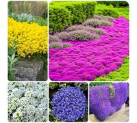 3000+ Thymian-Samen Colori misti mehrjährig Teppichbild- Pflanze Gartenbau mehrfach blühend Dekorationspflanze für Gärten und Gärten (6 colori in confezioni singole)