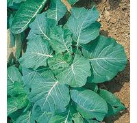 300x Semi Georgia Southern Cavolo verde Seeds ONLY