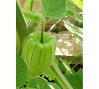 30pcs oro Berry Semi Physalis Alkekengi squisita della frutta cinese Lattern impianto Casa Giardino Bonsai pianta facile crescere i semi della frutta