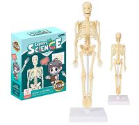 35 cm Modello Scheletro Umano, Cubo Modello Scheletro Umano, Torso Removibile, Anatomia Scheletro Umano, Modello per L'insegnamento Medico, L'apprendimento, L'esposizione, Il Regalo