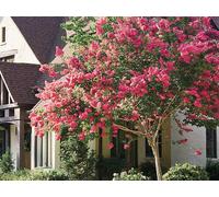 35+ Crape Myrtle Dark Pink Seeds/Perennial Tree Seeds ONLY