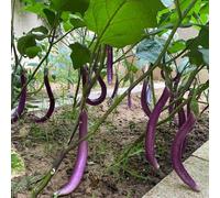 35 pezzi semi di melanza - balcone con letto da giardino per uomini, semi decorativi balcone