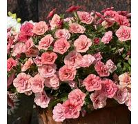 35 pezzi semi di petunia - semi di prato bonsái, resistenti all'esterno del prato