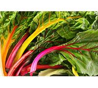 35 Semi di Biette da Carde Miscela colorata - perea orto - sementi contadine riproducibili - SemiWild