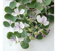 35 Semi di Cappero (spinosa) - SemiSauvage Permaculture