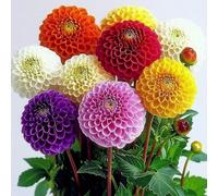 35 Semi di Dahlia Pompon misti - SemiSauvage Permaculture